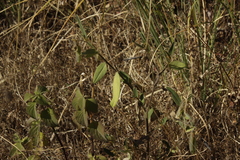 Crotalaria rzedowskii