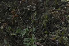 Crotalaria rzedowskii
