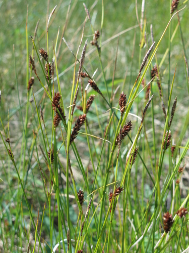Carex X grahamii