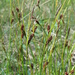 Carex × grahamii - Photo (c) Sean Blaney, alguns direitos reservados (CC BY-NC), uploaded by Sean Blaney