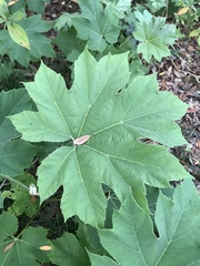 Tetrapanax
