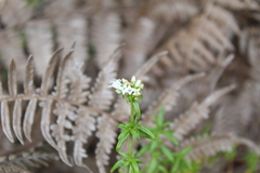 Galianthe bogotensis