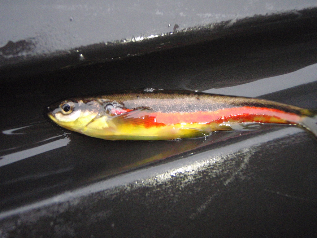 Northern Redbelly Dace