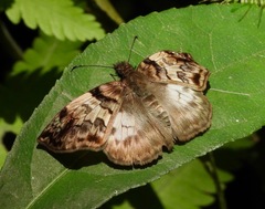 Mylon zephus