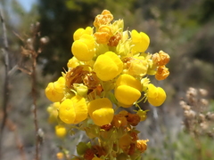 Calceolaria thyrsiflora