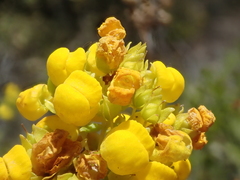 Calceolaria thyrsiflora