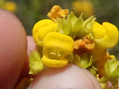 Calceolaria thyrsiflora
