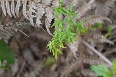 Galianthe bogotensis