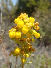 Calceolaria thyrsiflora