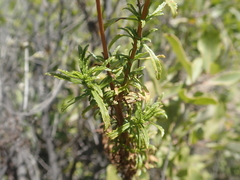 Calceolaria thyrsiflora