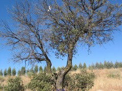 Quercus rotundifolia
