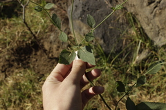 Salvia mocinoi