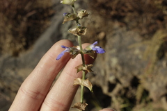 Salvia mocinoi