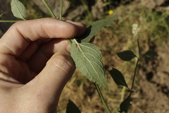 Salvia mocinoi