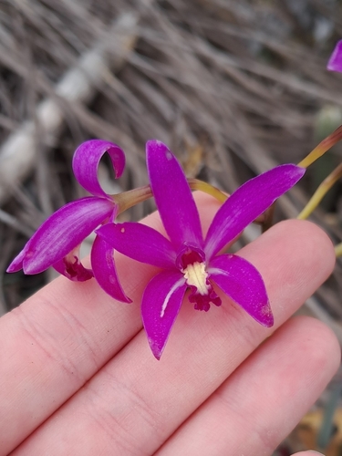 Cattleya rupestris, photograph 4