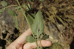 Salvia mocinoi
