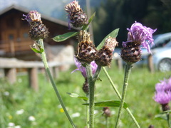 Centaurea nigrescens transalpina