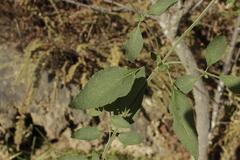 Salvia mocinoi