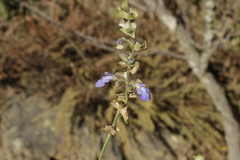 Salvia mocinoi