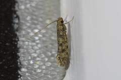 Lindera tessellatella