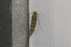 Lindera tessellatella