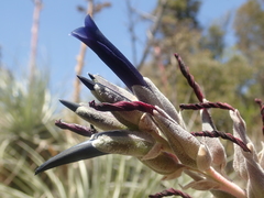 Puya coerulea