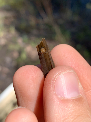 Grammotaulius lorettae
