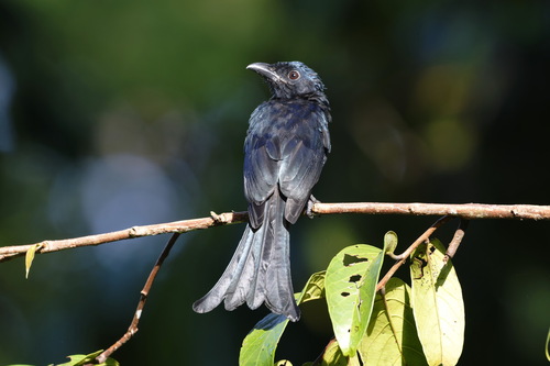 Crow-billed Drongo (Dicrurus annectens), photo 2