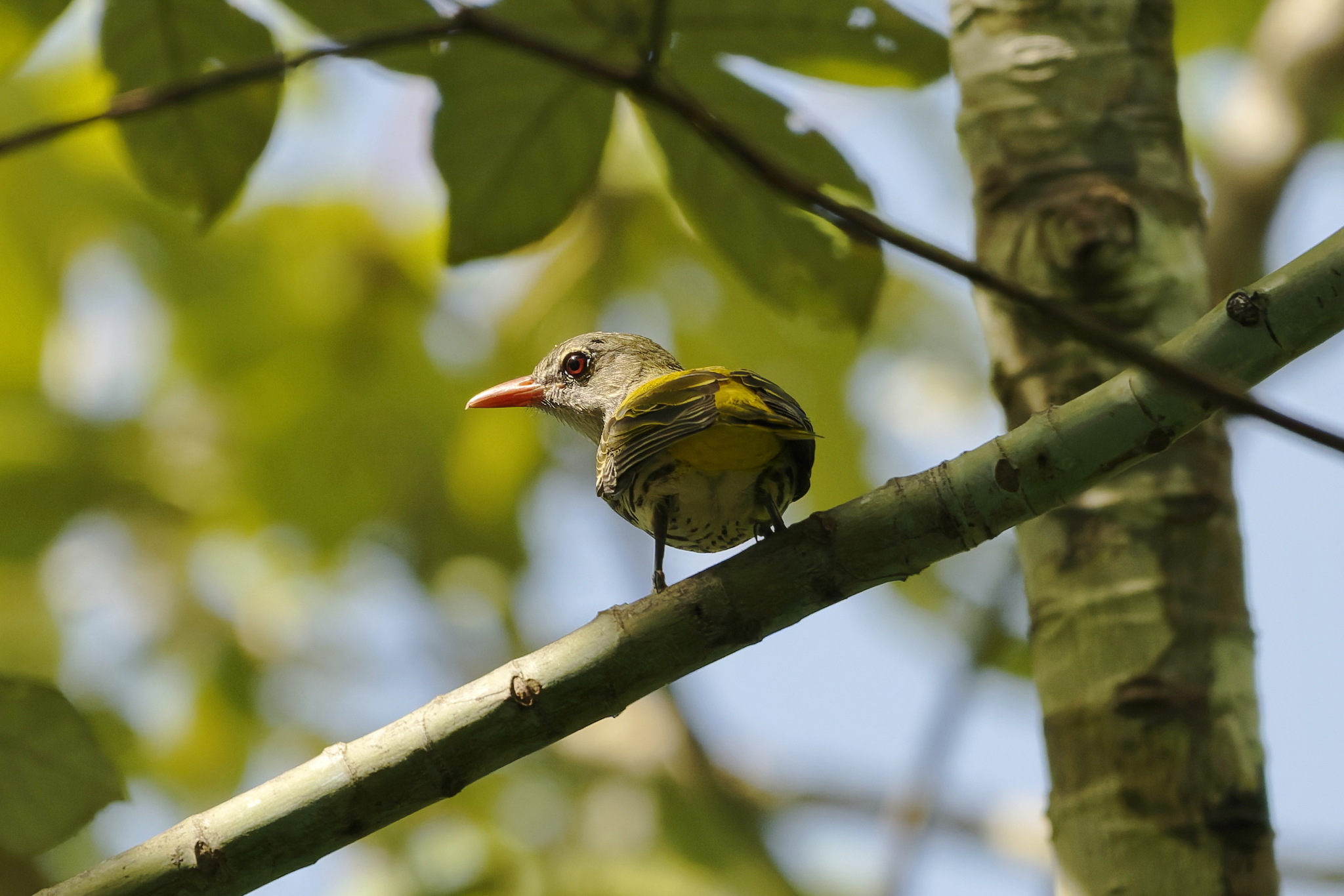 Ventriloquial Oriole (Oriolus consobrinus), photo 9