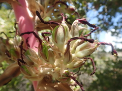 Puya coerulea