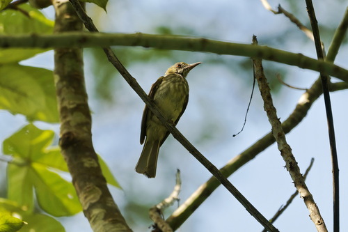 Streaked Bulbul (Ixos malaccensis), photo 5