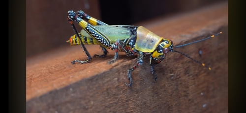 Variegated grasshopper