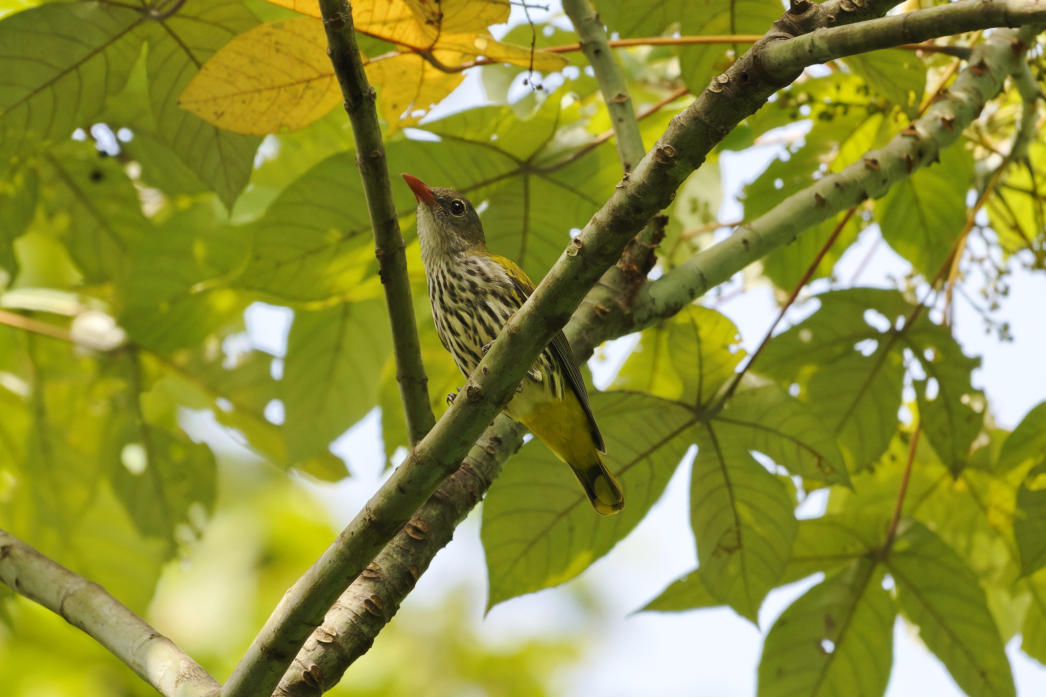 Ventriloquial Oriole (Oriolus consobrinus), photo 8
