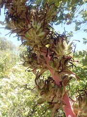 Puya coerulea