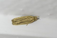 Agonopterix umbellana