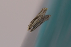 Erechthias chasmatias