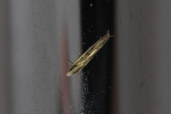 Erechthias chasmatias