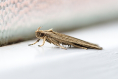 Agonopterix umbellana