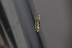 Erechthias chasmatias