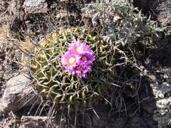 Echinofossulocactus lamellosus