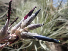Puya coerulea