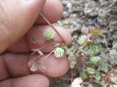 Trifolium microcephalum