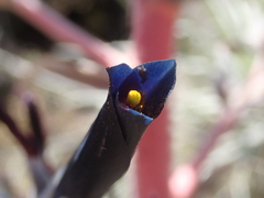 Puya coerulea