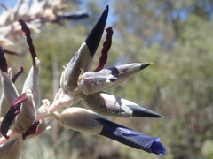 Puya coerulea