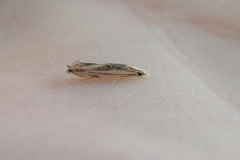 Erechthias chasmatias