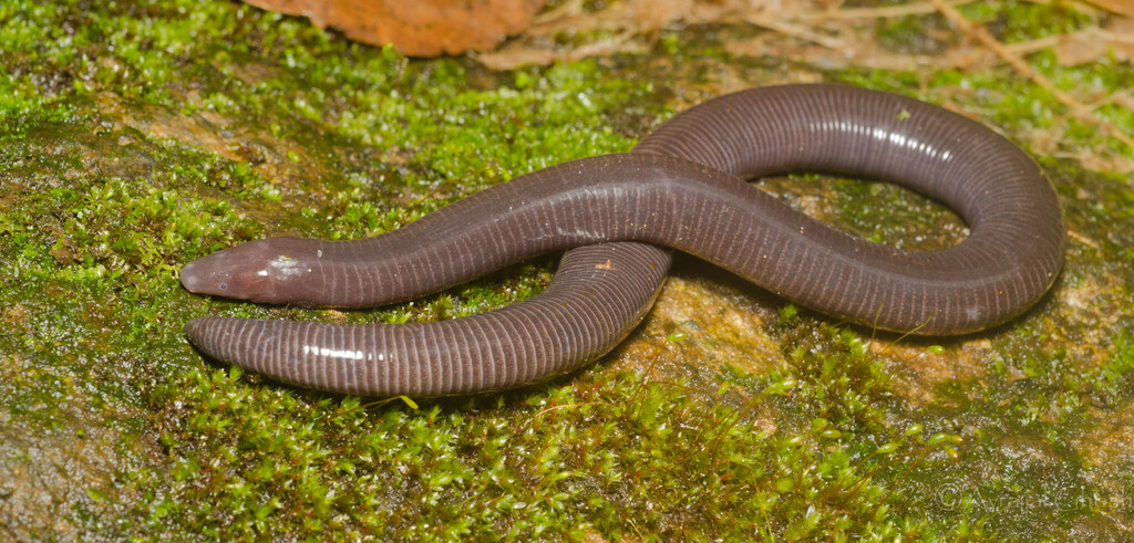 Malabar Caecilian