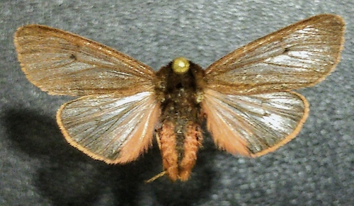 Phragmatobia fuliginosa rubricosa