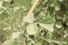 Rubus ellipticus