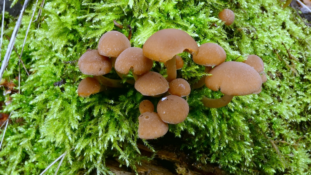 Psathyrella piluliformis · December 2025 · photo: © patricklm35 (iNaturalist, cc0)