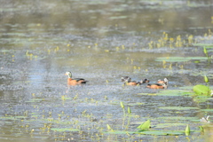 Nettapus auritus